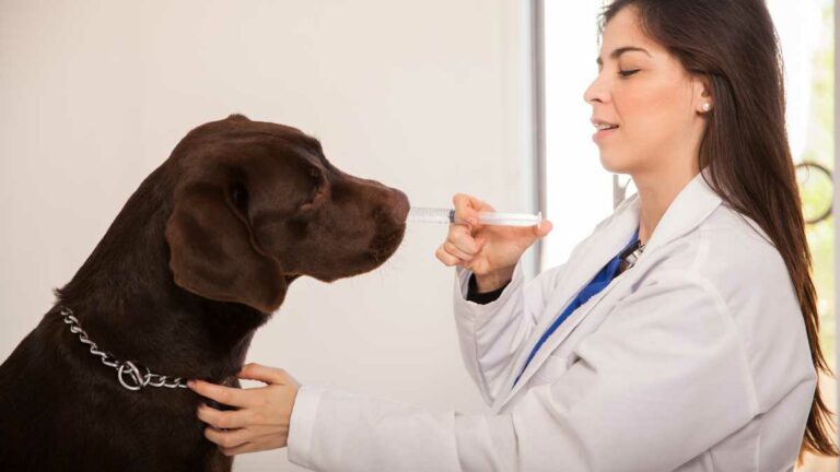 Anti-inflamatórios para cachorros