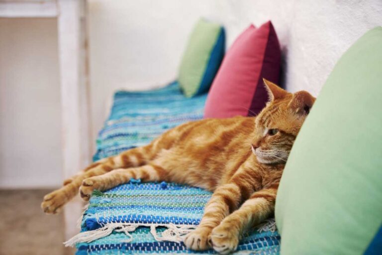 Preparando sua casa para o verão: dicas para manter o gato confortável